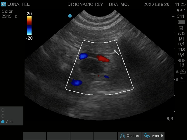 Ecografía Abdominal Veterinaria